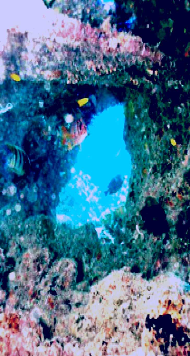 SubjectCoach | Michaelmas Cay Dive Site
