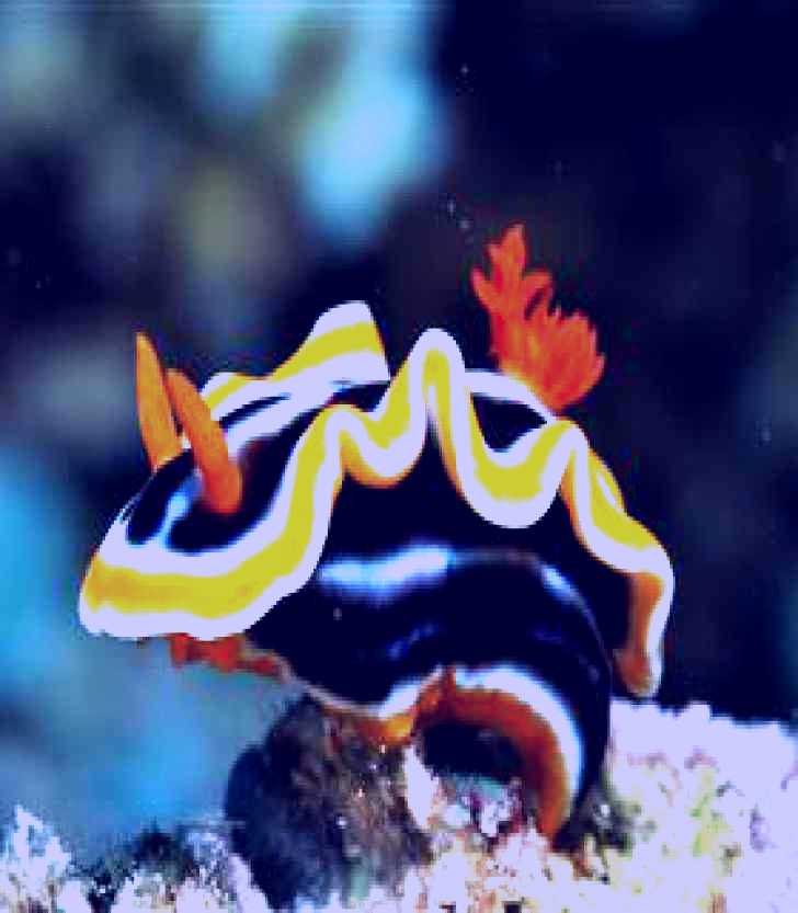 SubjectCoach | Monolith Dive Site