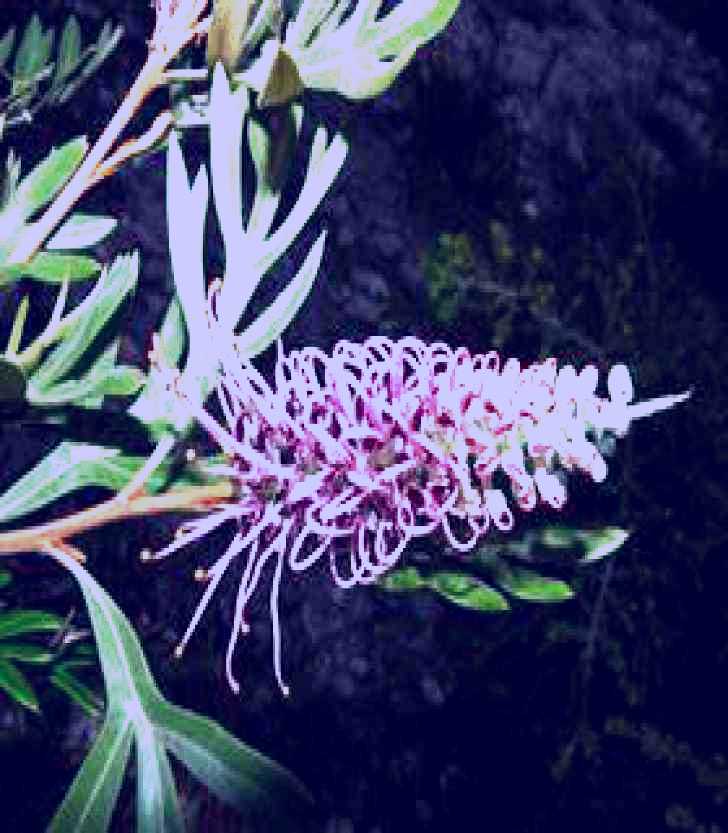 SubjectCoach | Myall Park Botanic Garden