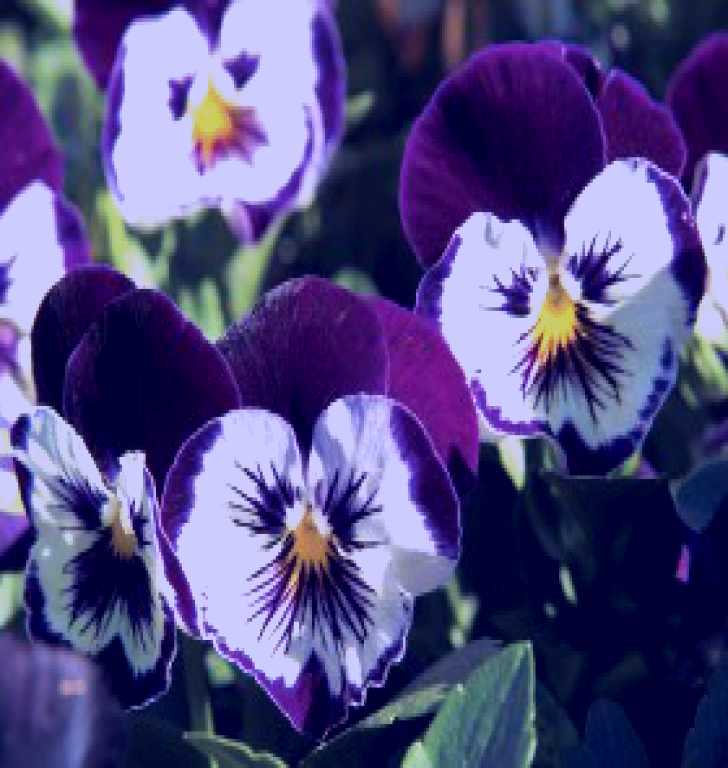 SubjectCoach | Newtown Park State Rose Garden