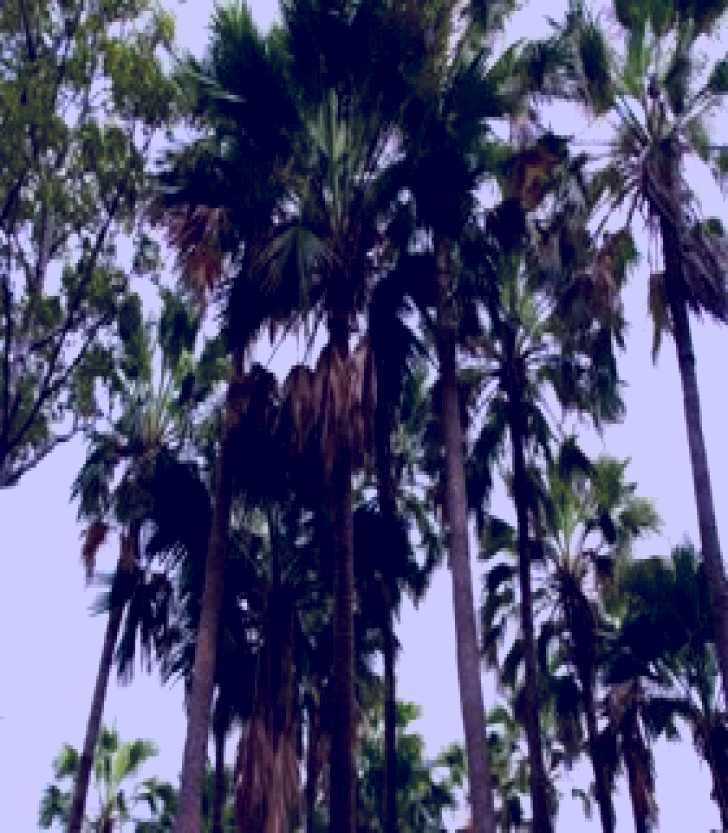 SubjectCoach | Palm Tree Creek