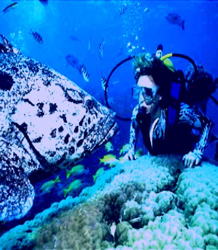 SubjectCoach | Pelorus Island