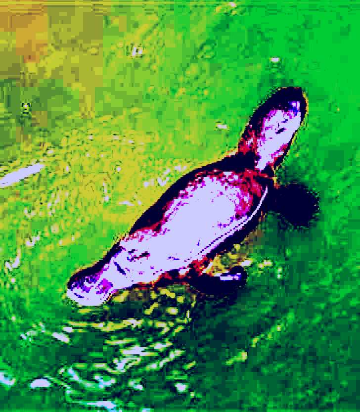 SubjectCoach | Platypus Viewing at Broken River