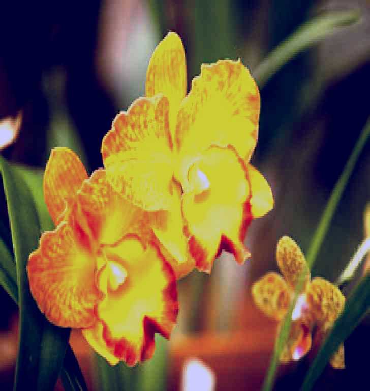 SubjectCoach | Queens Park - Orchid House