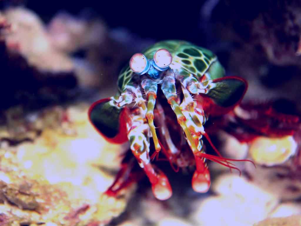 SubjectCoach | Reef HQ Aquarium