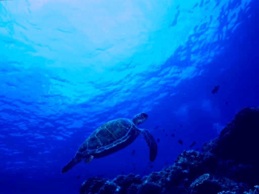 SubjectCoach | Southern Small Detached Reef Dive Site