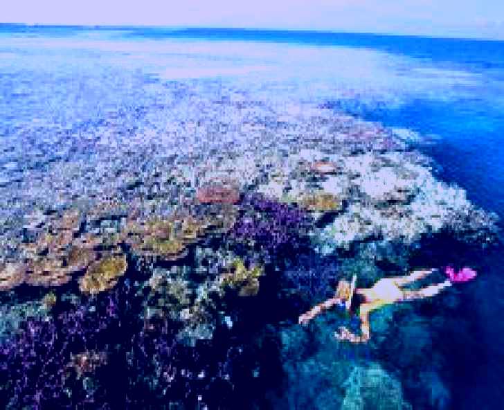 SubjectCoach | Split Bommie Dive Site
