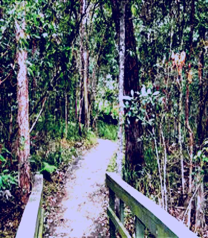 SubjectCoach | Springwood Conservation Park