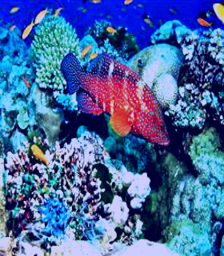 SubjectCoach | Steve's Bommie Dive Site