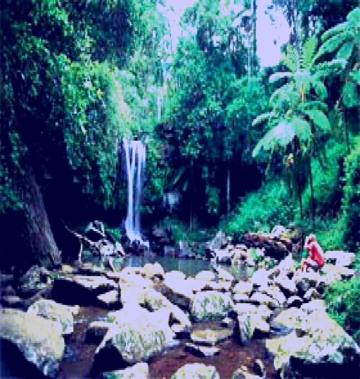 SubjectCoach | Tamborine National Park