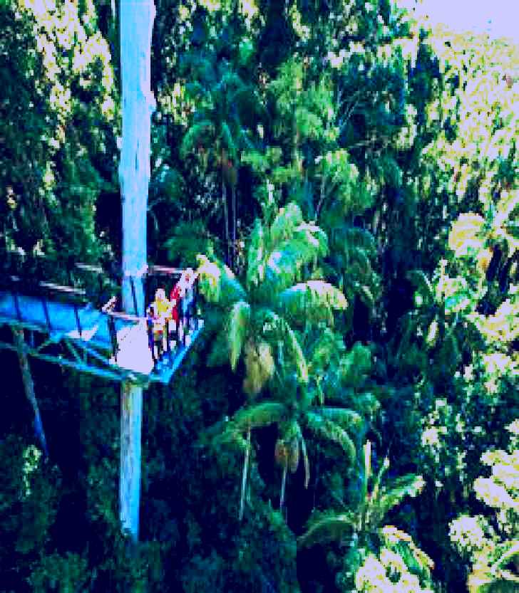 SubjectCoach | Tamborine Rainforest Skywalk
