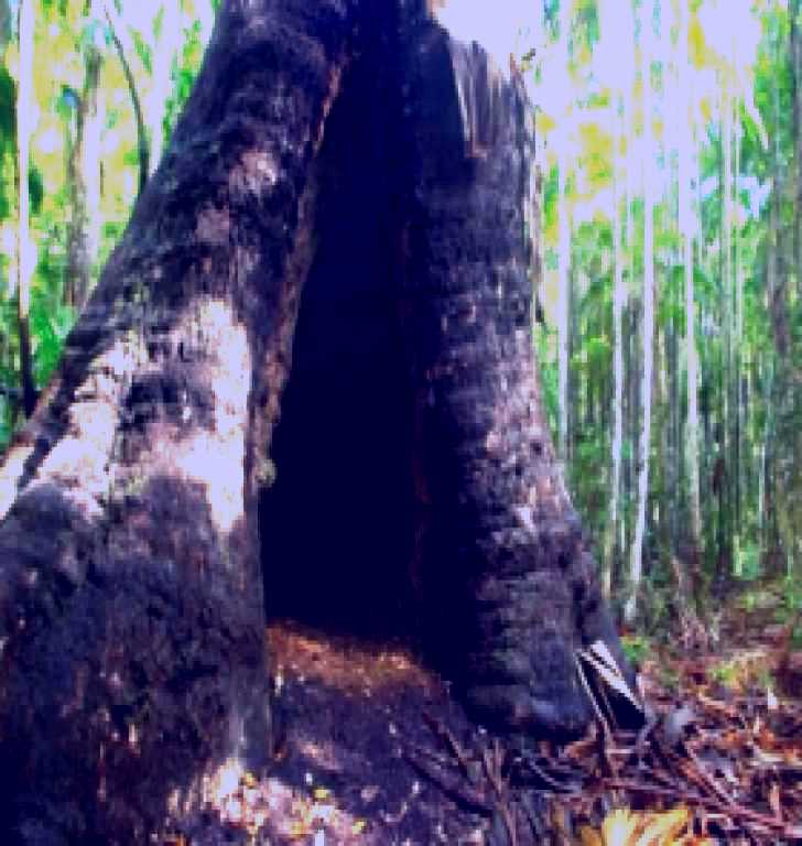 SubjectCoach | Tewantin National Park