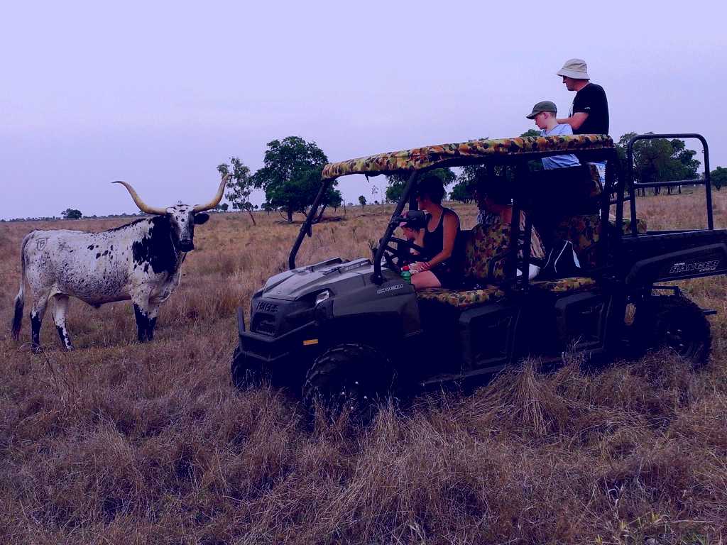 SubjectCoach | Texas Longhorn Wagon Tours and Safaris