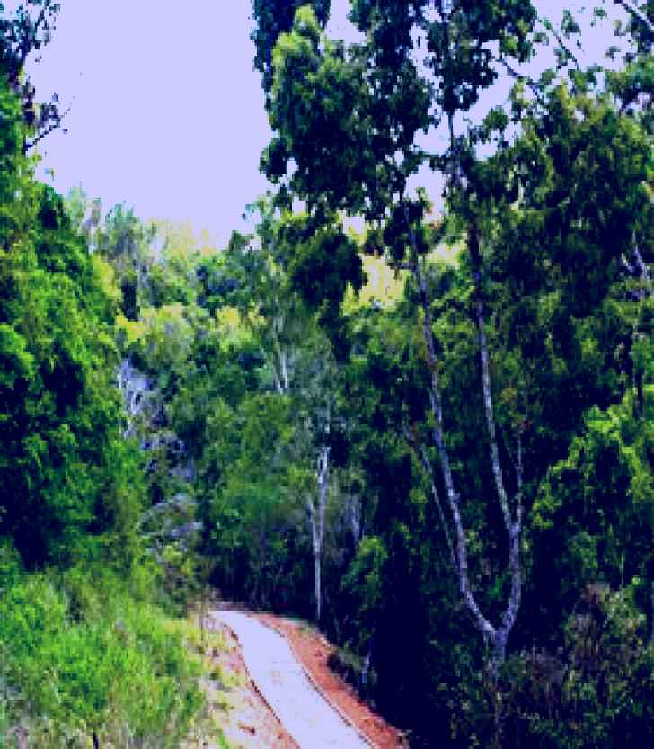 SubjectCoach | The Airlie Creek Track