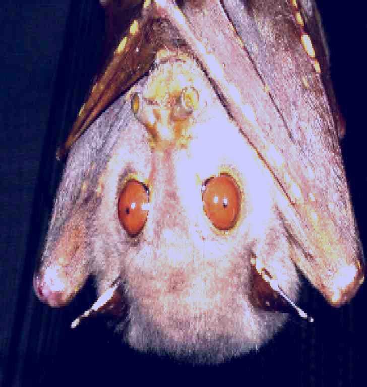 SubjectCoach | The Bat Hospital Visitor Centre