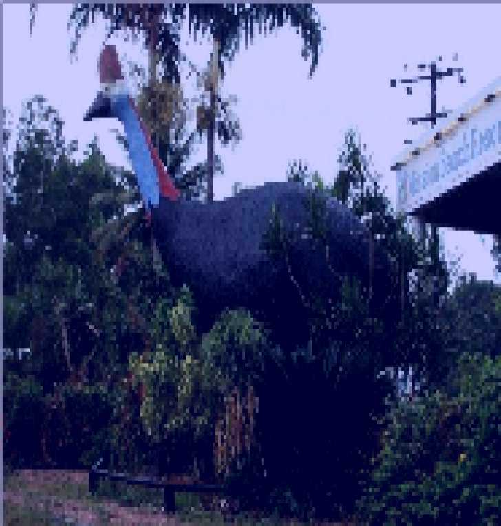SubjectCoach | The Big Cassowary