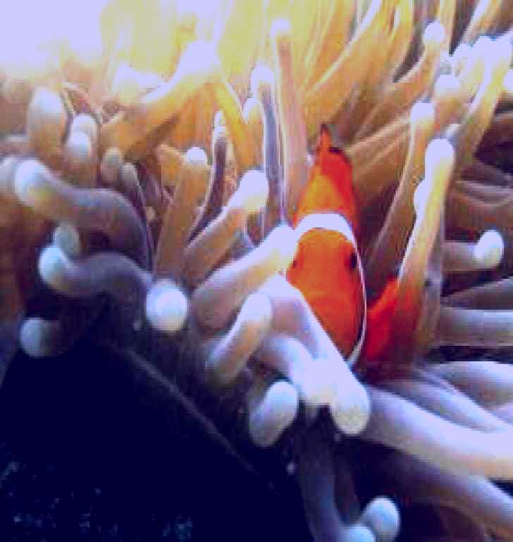SubjectCoach | The Hangover Dive Site