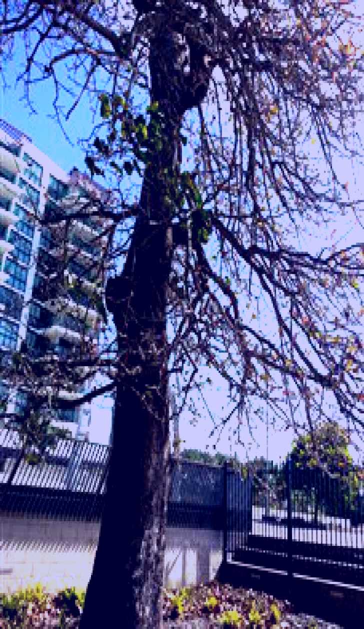 SubjectCoach | The Leichhardt Tree