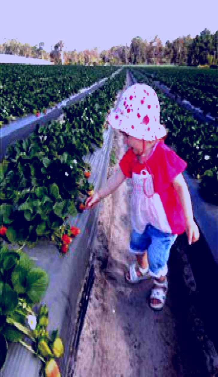 SubjectCoach | The Strawberry Farm