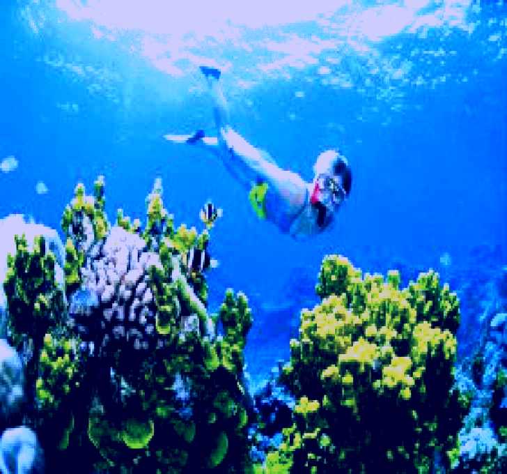 SubjectCoach | The Whale Dive Site