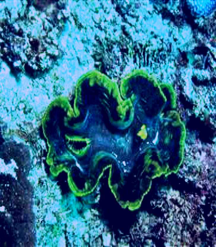 SubjectCoach | Thetford Reef Dive Site