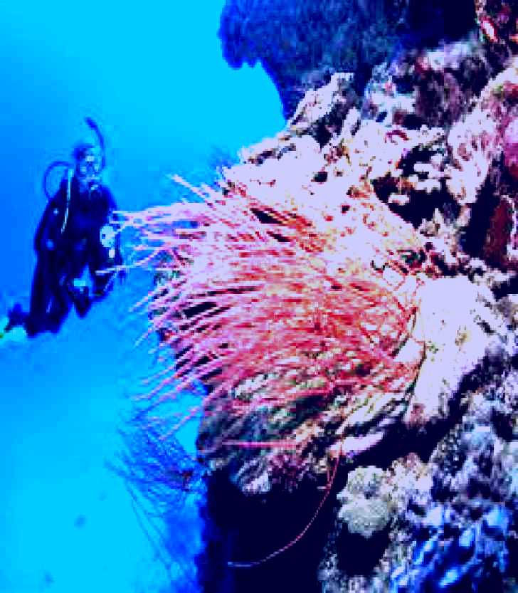 SubjectCoach | Three Sisters Dive Site