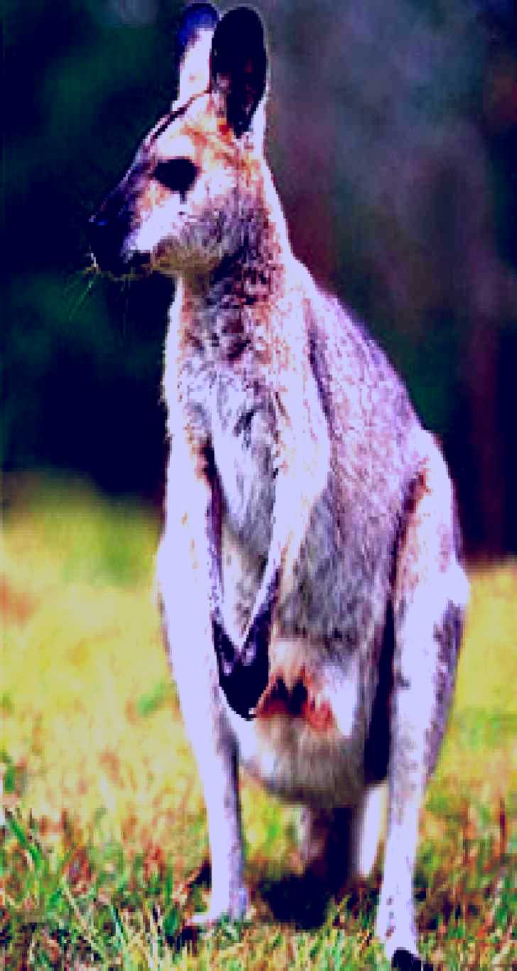 SubjectCoach | Venman Bushland National Park