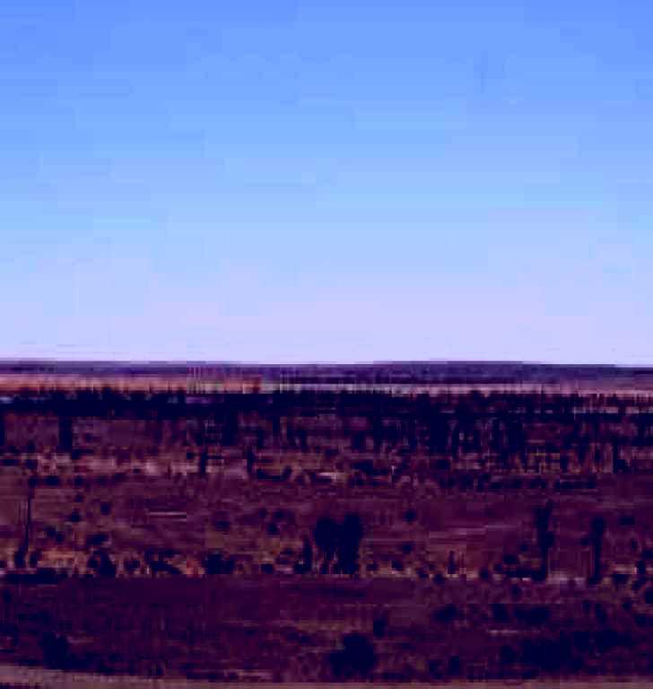 SubjectCoach | Waddi Trees