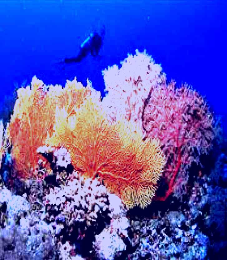 SubjectCoach | Wheeler Reef Dive Site