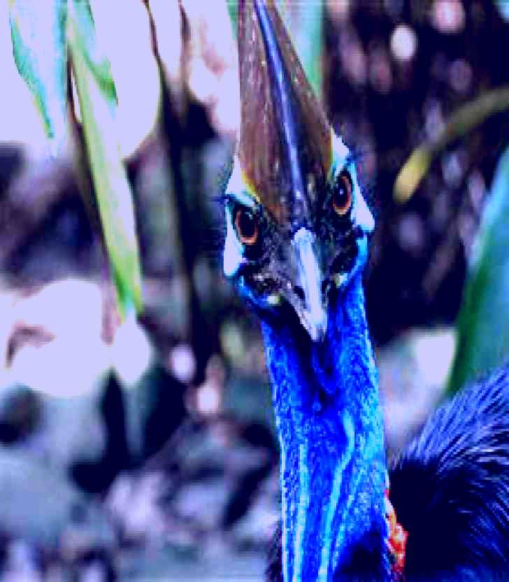 SubjectCoach | Wildlife Habitat