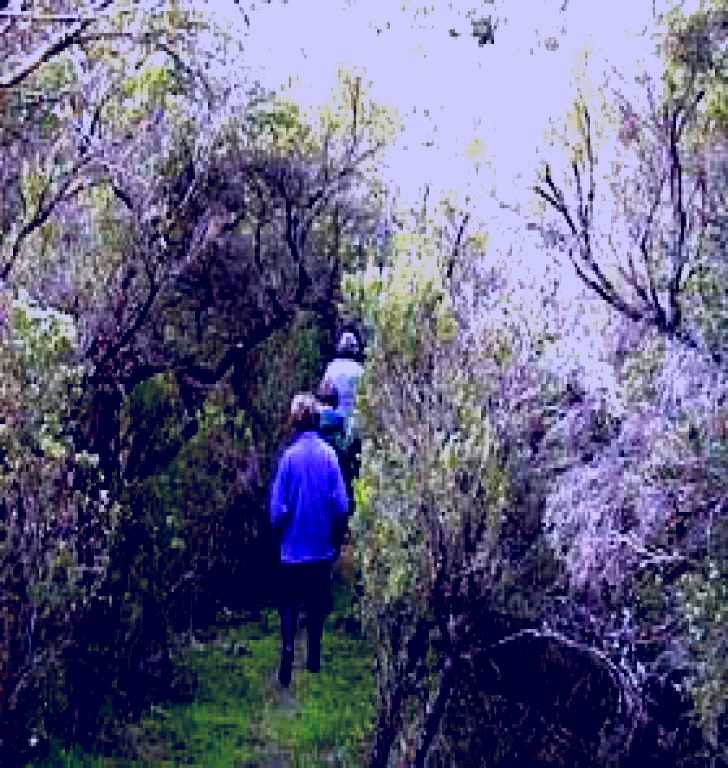 SubjectCoach | Jack And Hilda McArthur Walk