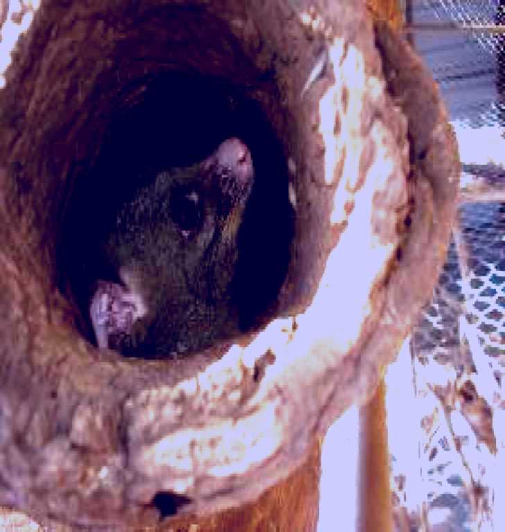 SubjectCoach | Mulga Sanctuary and Wildlife Park