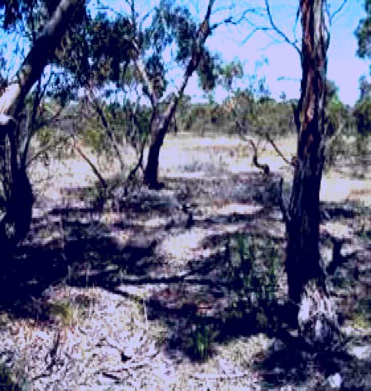 SubjectCoach | Tintinara Walking Trail