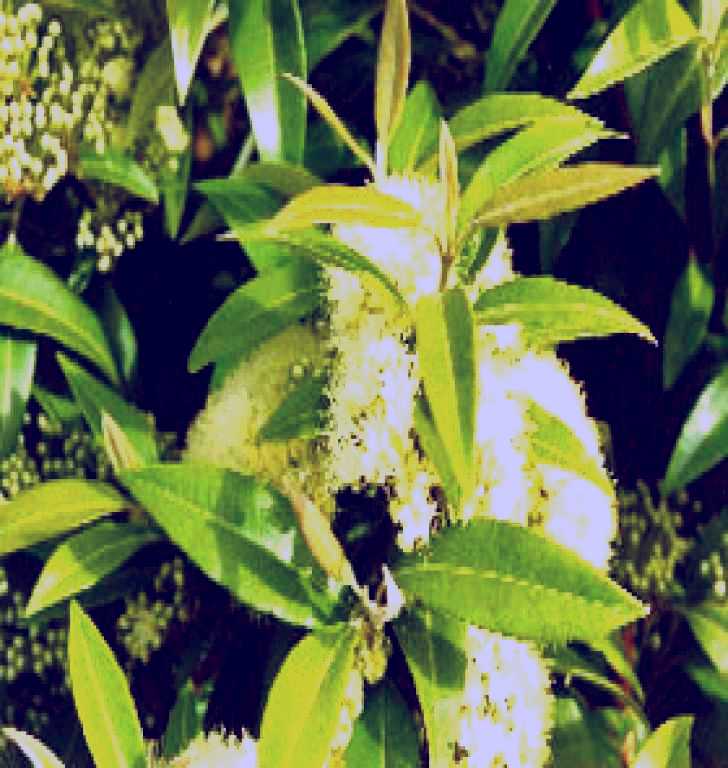 SubjectCoach | Tumbeela Native Bushfoods