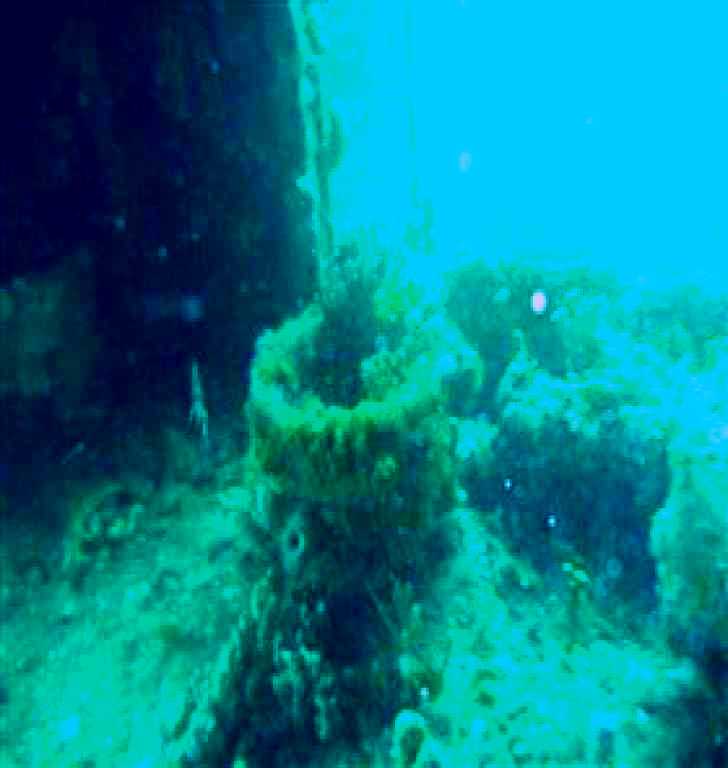 SubjectCoach | Wallaroo Scuba Club