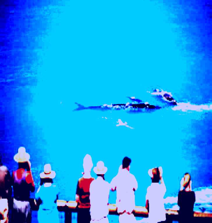 SubjectCoach | Whale Watching At Head Of Bight