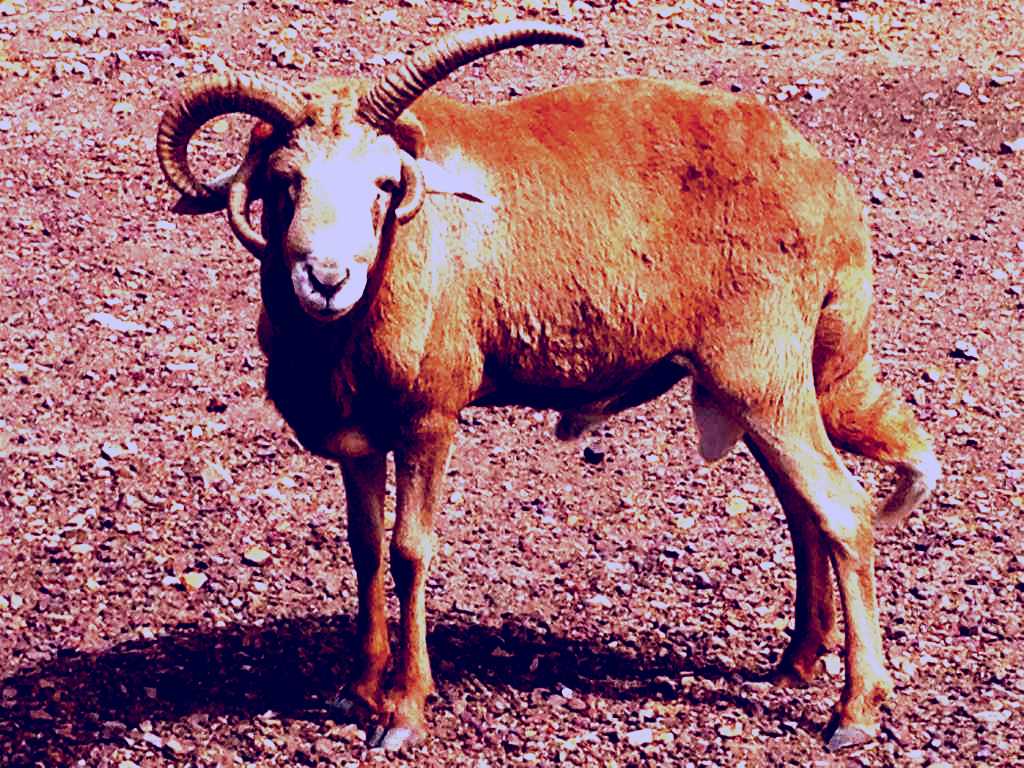 SubjectCoach | Will's Rare Breeds Farm