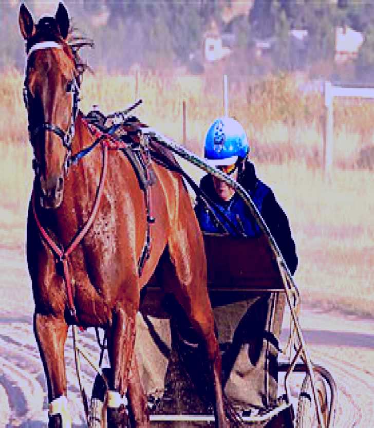 SubjectCoach | Ballarat & District Trotting Club