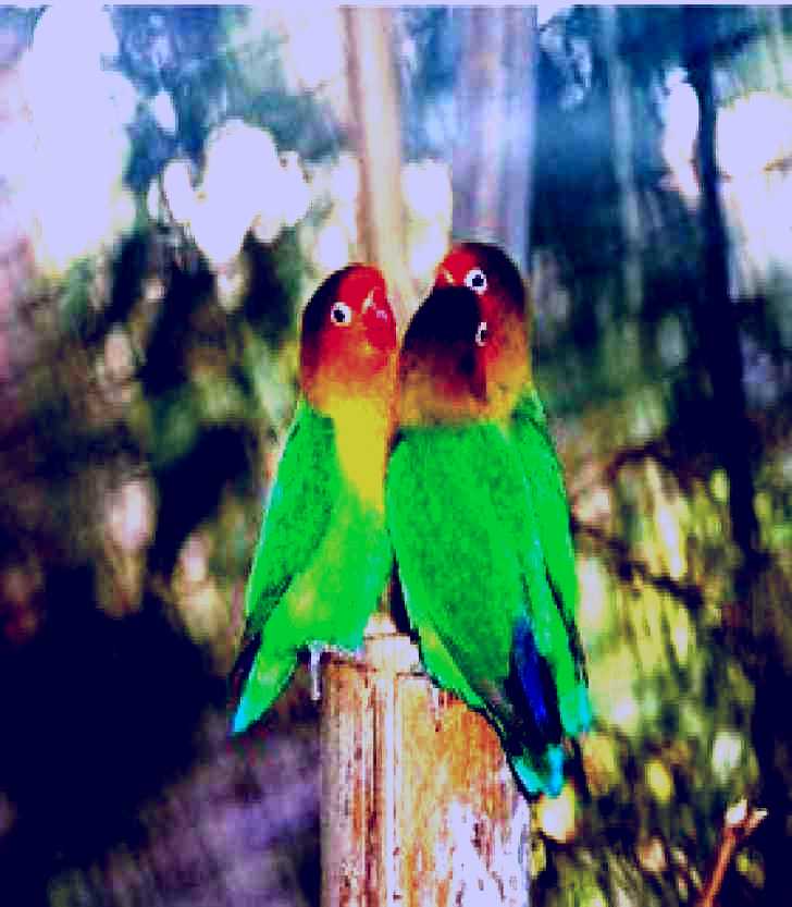 SubjectCoach | Ballarat Bird World