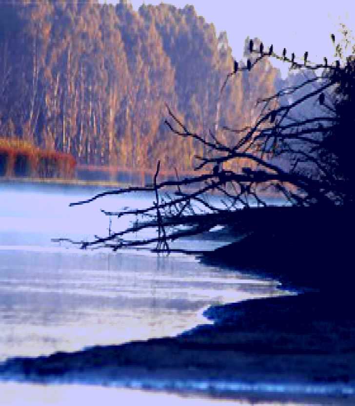 SubjectCoach | Barmah National Park