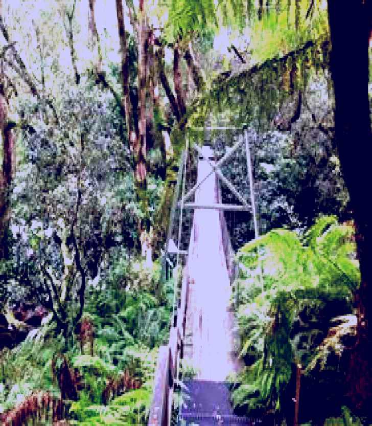 SubjectCoach | Bemm River Scenic Reserve