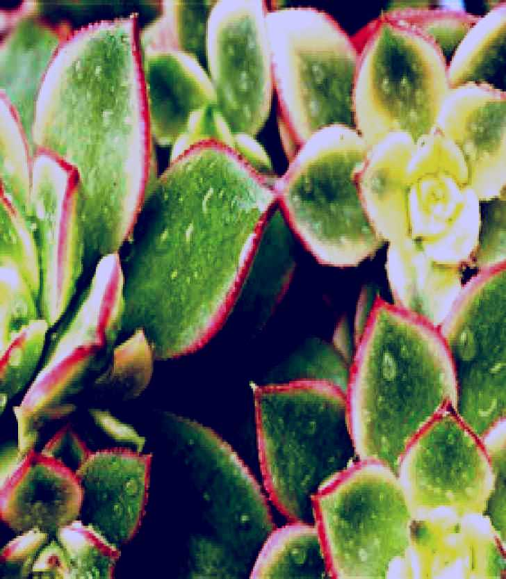 SubjectCoach | Billabong Garden Complex & Cafe