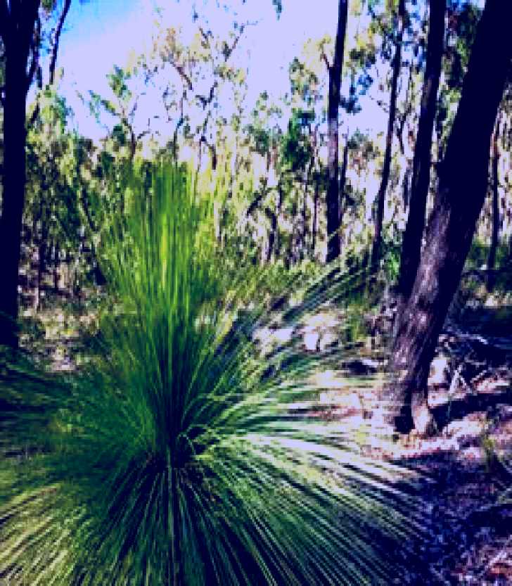 SubjectCoach | Brisbane Ranges National Park