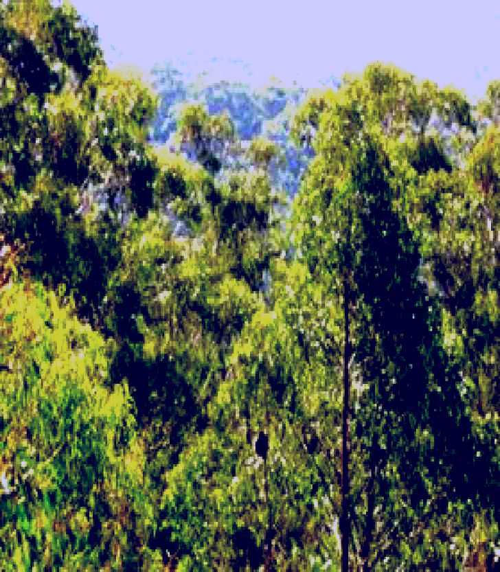 SubjectCoach | Bunyip State Park