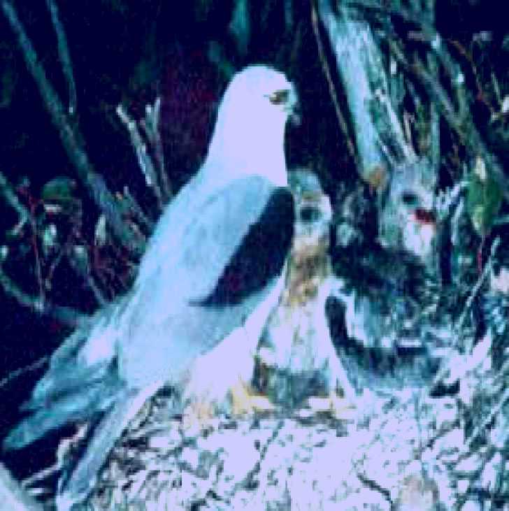 SubjectCoach | Bushy Park Wetlands