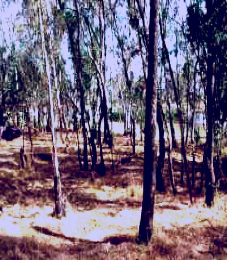 SubjectCoach | Chiltern-Mt Pilot National Park