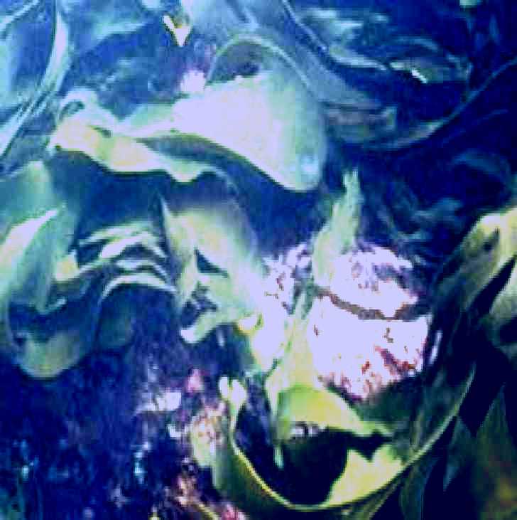 SubjectCoach | Churchill Island Marine National Park