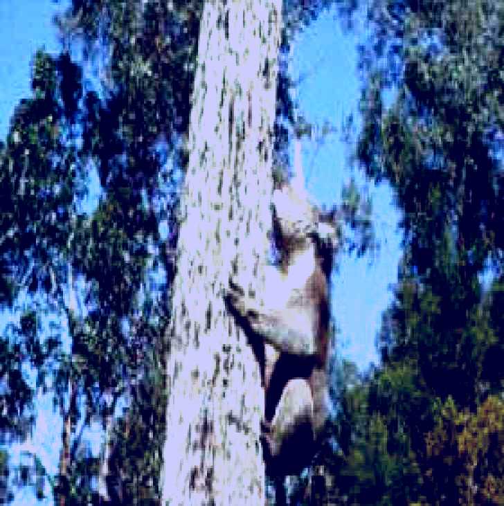 SubjectCoach | Creswick Regional Park