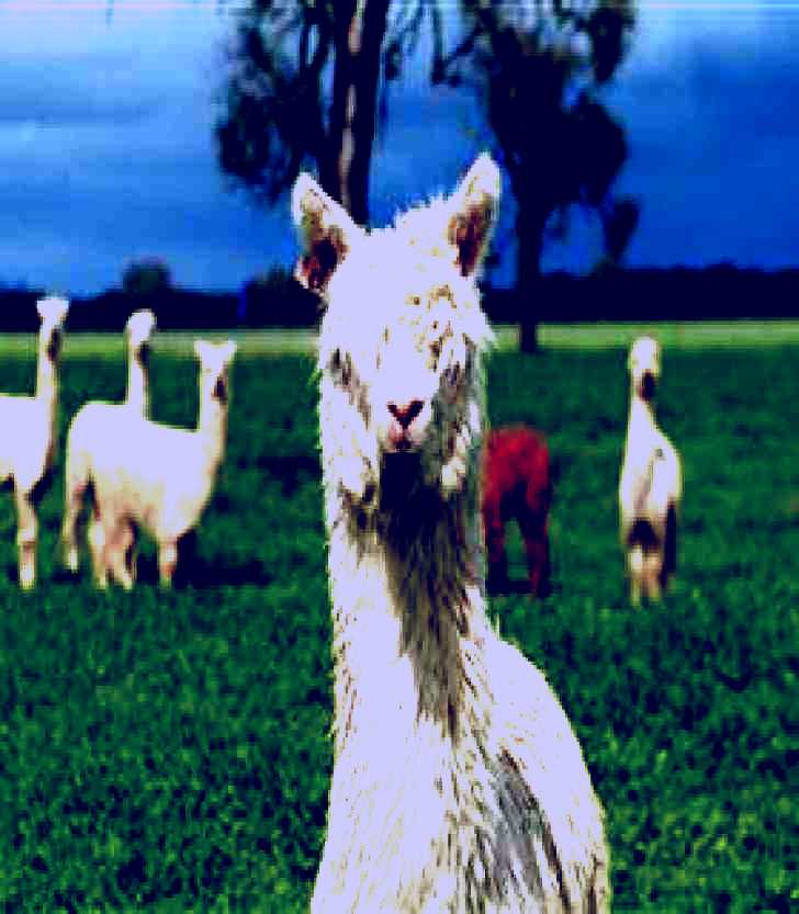 SubjectCoach | Creswick Woollen Mills