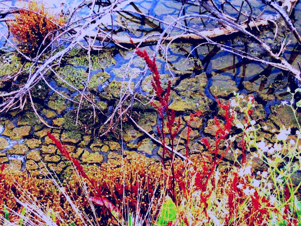 SubjectCoach | Cussen Park